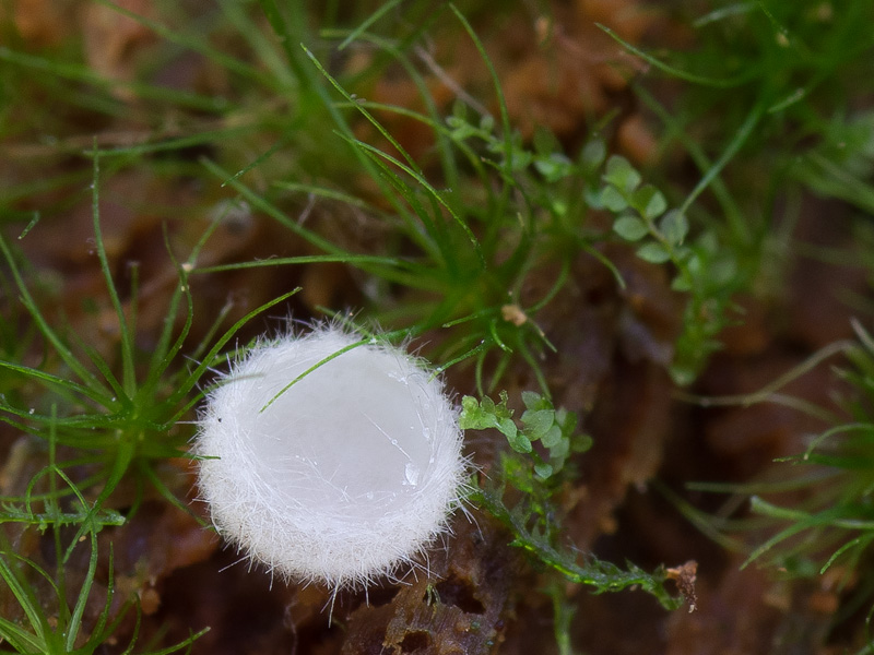 Leucoscypha leucotricha